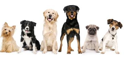 Foto de cães de várias raças