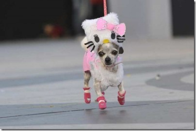 perro hello kitty migallinero.blogspot. com(7)