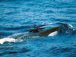 fin whale