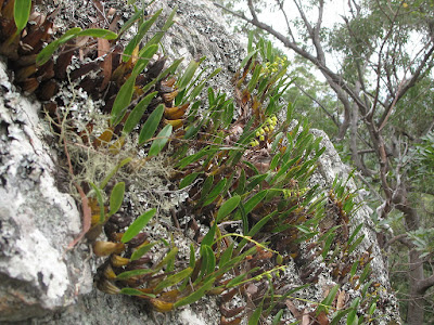 Dendrobium monophyllum care and culture