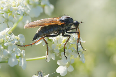 Grote Dansvlieg - - Empis tessellata