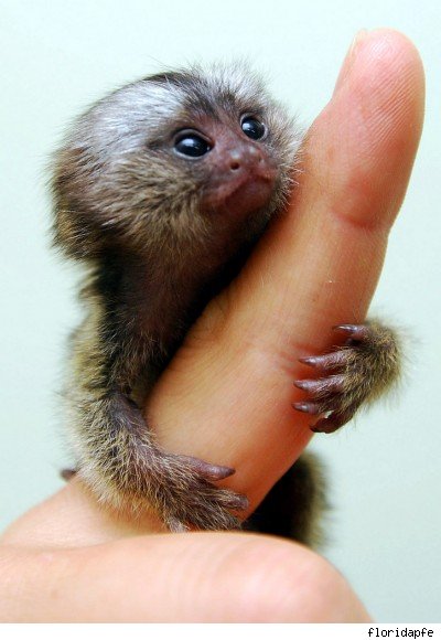 cute monkey