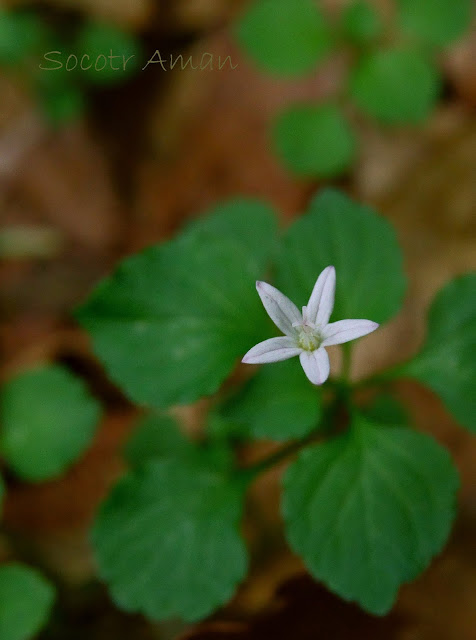 Peracarpa carnosa