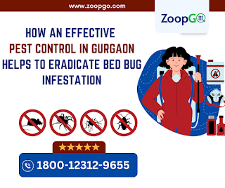 pest control in gurgaon