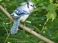 The Blue jay is the provincial bird of Prince Edward Island - photo by Marie Smith