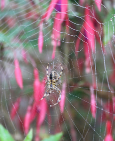 autumn spiders false black widow 