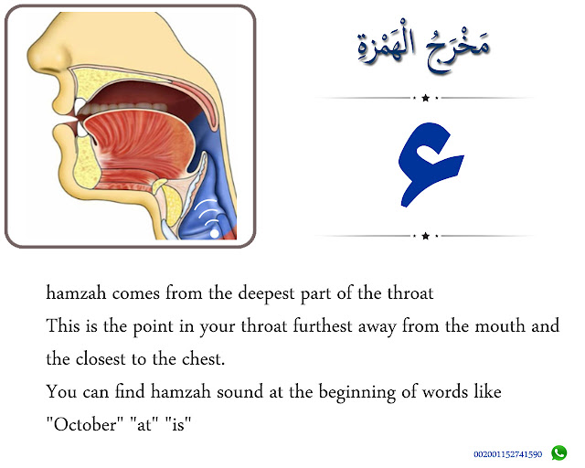 The Articulation Point of Hamzah