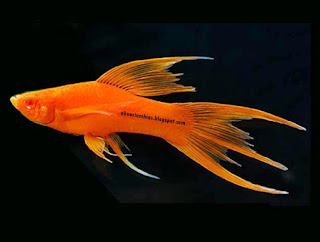 Ikan Hias Swordtail