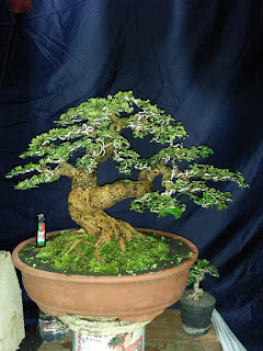 Bonsai Lada-Lada (Osteomeles subrotunda)