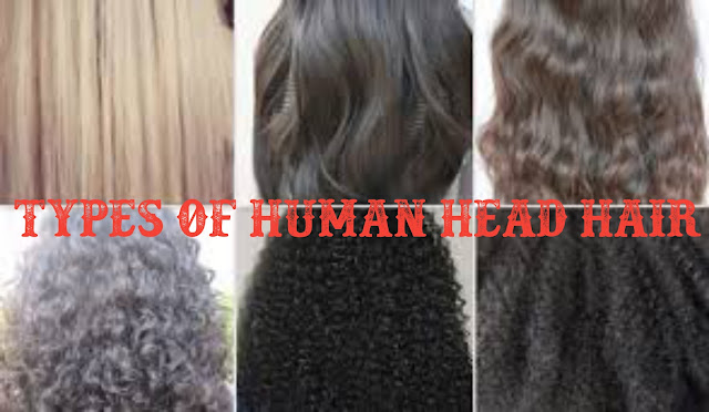 Types of human head hair