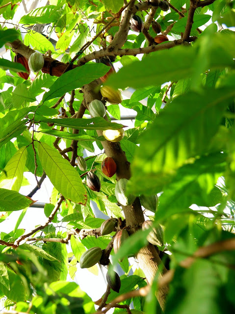 Theobroma cacao