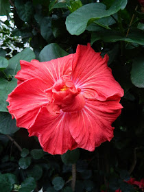 Allan Gardens Conservatory 2017 Christmas Flower Show red tropical hibiscus rosa sinensis by garden muses-not another Toronto gardening blog