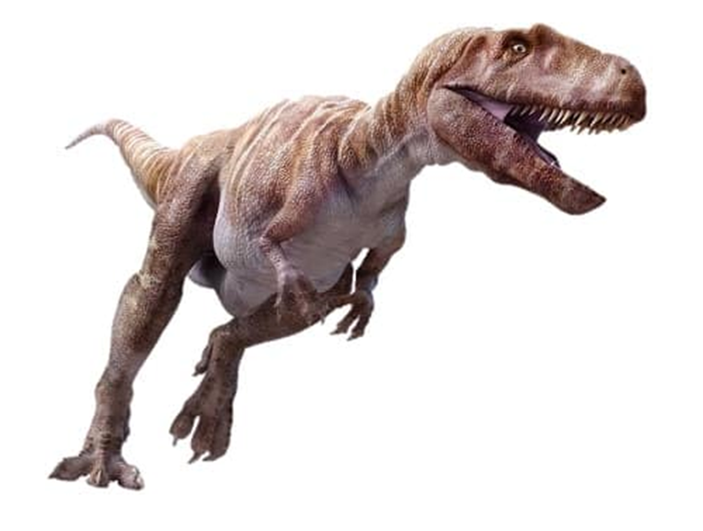 Megalosaurus bucklandii es la única especie conocida del género extinto Megalosaurus (en latín "lagarto grande") de dinosaurio terópodo megalosáurido, que vivió a mediados del período Jurásico, hace aproximadamente 166 millones de años, en el Bathoniense, en lo que hoy es Europa. Su nombre se deriva de las palabras griegas μεγαλο, Megalos, "grande" y σαυρος, Sauros, "lagarto". Gideon Mantell lo nombró en 1827, convirtiéndolo en el primer dinosaurio descrito. Lo llamaron así refiriéndose a su gran tamaño. Este dinosaurio se lo relaciona, según lo descubierto, con el Torvosaurus de América del Norte y el Poekilopleuron de Francia.