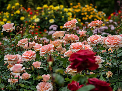 Rose garden: Ofuna flower center (Kamakura)