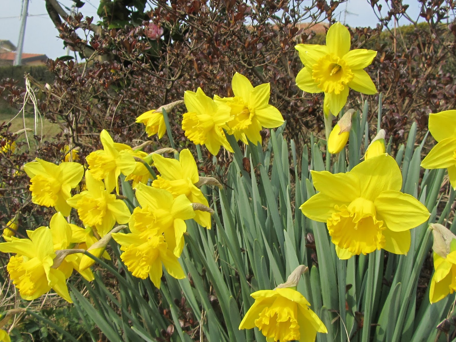 Narcissus (Narcisi) e il Risveglio della Primavera, Come Piantarli? | Il Gusto Della Natura