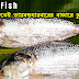 Hilsa Fish: বর্ষার শুরুতেই ডায়মন্ডহারবারের বাজারে ঢুকল ইলিশ, কত টাকায় পাওয়া যাচ্ছে রুপোলি শস্য?