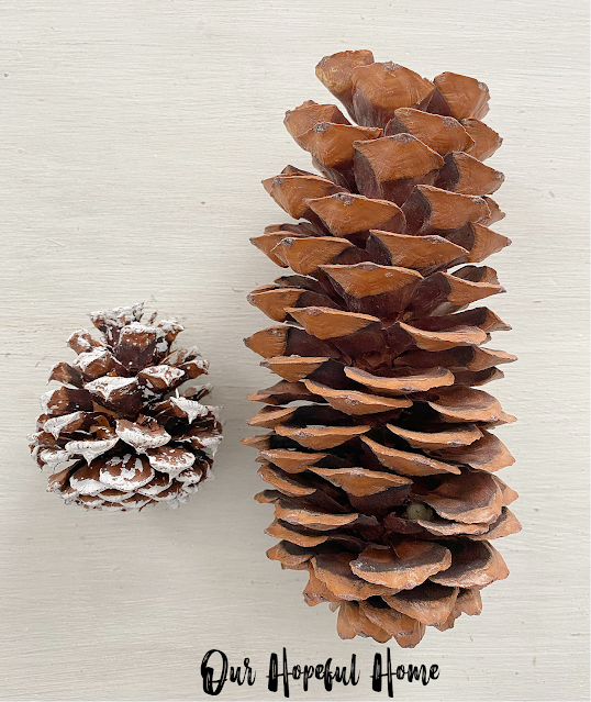 regular pine cone and sugar pine cone side by side comparison