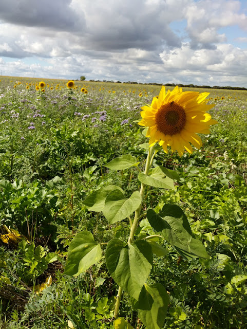 Sunflowers and phacelia, Indre et Loire, France. Photo by Loire Valley Time Travel.