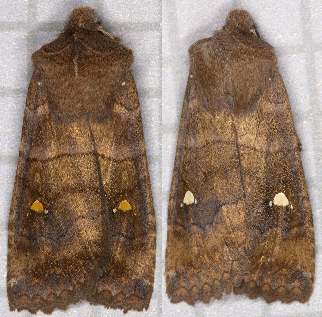 Satellite, Eupsila transversa.  Noctuid.  Left: Moth trap in Hayes, 22 October 2011.  Right: Moth trap at Sevenoaks Wildlife Reserve, 23 October 2011.