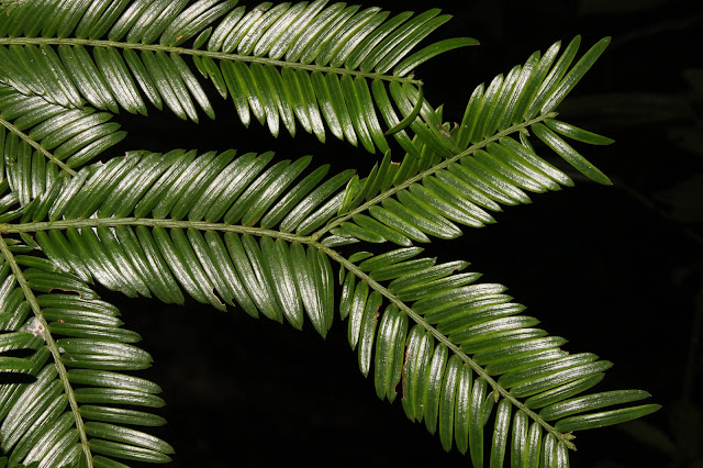 Cephalotaxus mannii