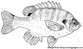 fish-coloring-pages-08