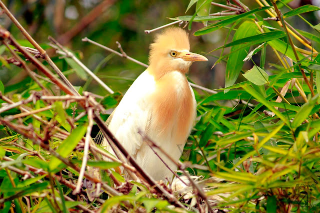 Cattle Egret in breeding plumage they have golden plumes on their head, chest, and back