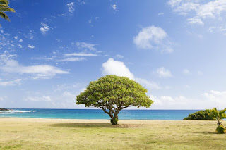 Arbre et plage