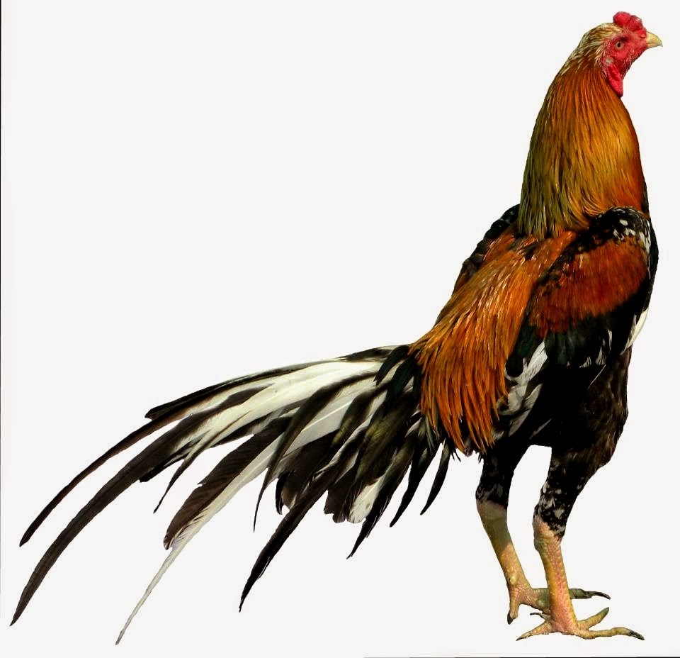 Ayam bangkok F1 Thailand, ayam bangkok asli