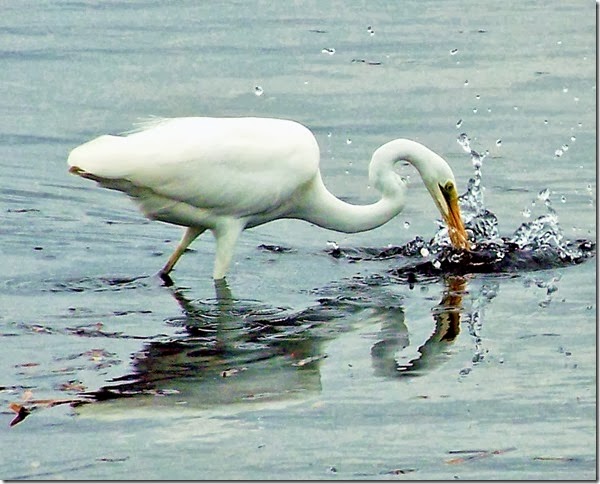 great egret 5
