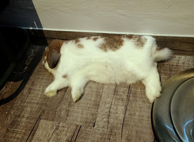 Sleeping rabbit