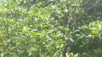Dijual Cepat! Lahan 3.491 m² – SHM – Sukamakmur, Puncak Dua Bogor