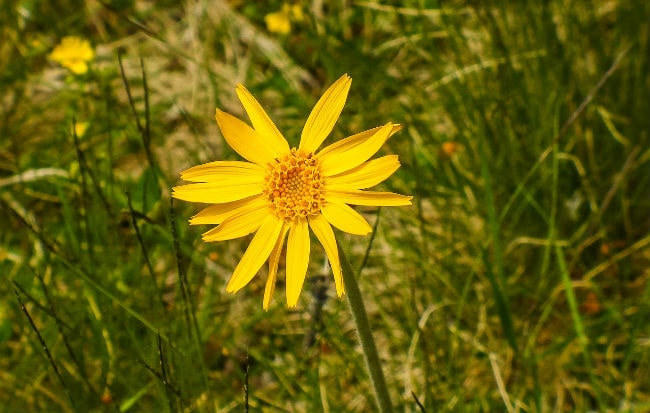 I dolori passano con l'arnica