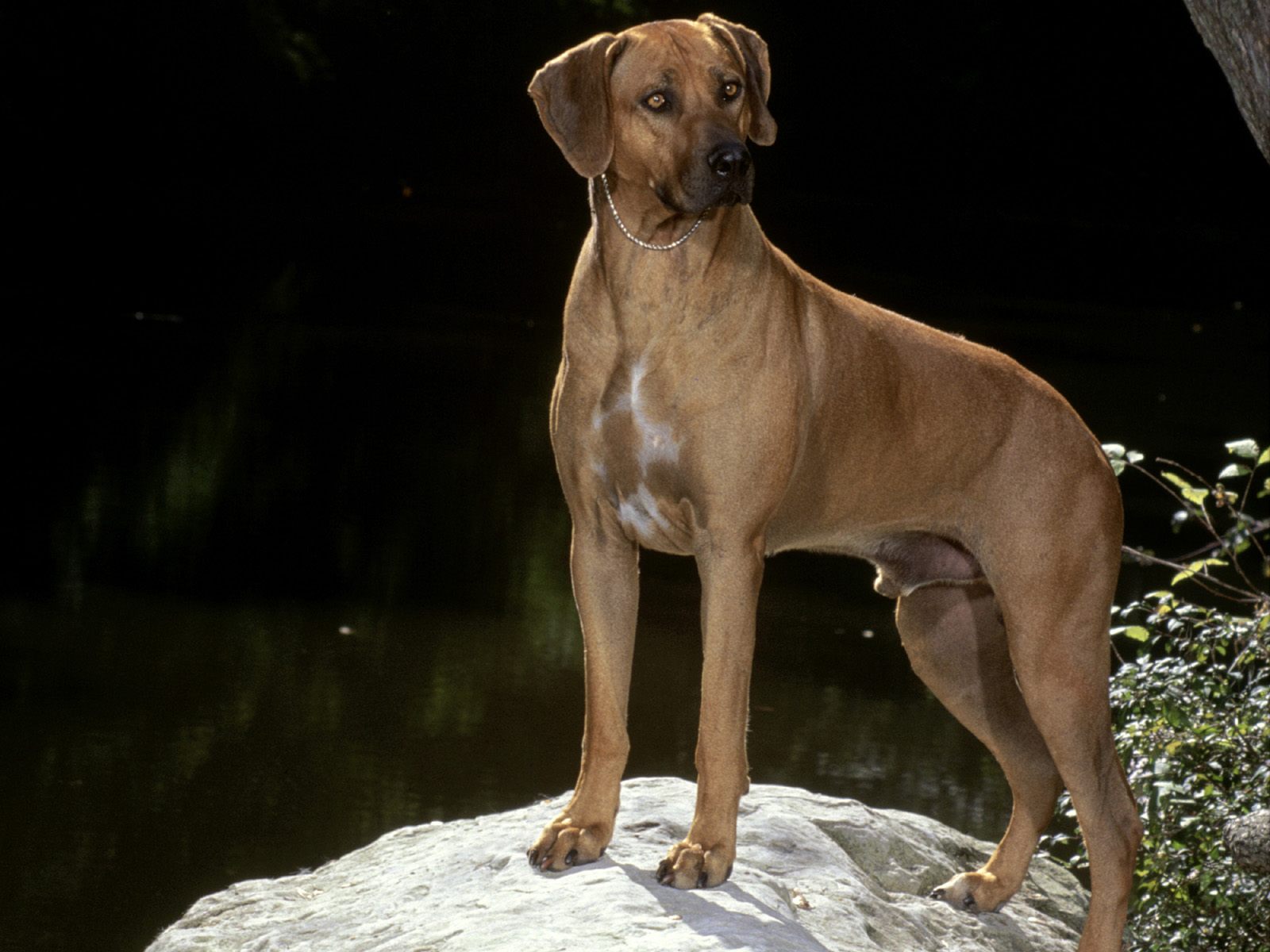 Sri Lankan Dog Lovers: Picture Gallery 3