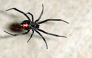 5. Black Widow Spider (Latrodectus hasselti)