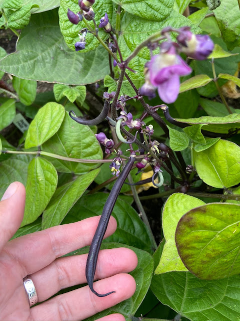 'Purple teepee' French beans