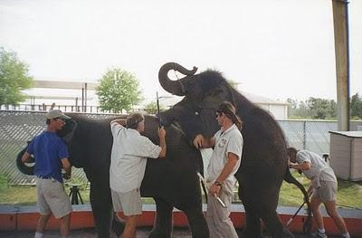  Indonesian Idol on Tamed Elephant Has Escaped From A Circus Arena In Kumpeh Kasang