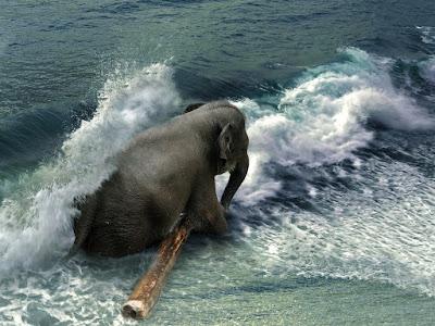 foto de elefante bañándose en el mar  