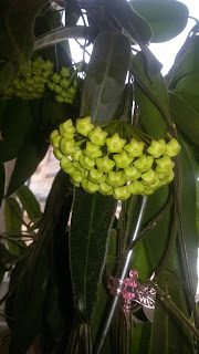 hoya-hypolasia