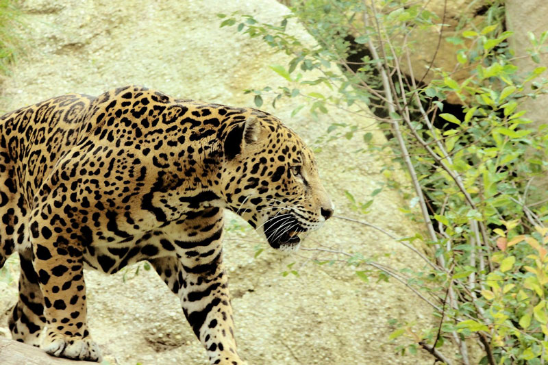 أخطر 8 حيوانات في غابات الأمازون المطيرة عالم المعرفة