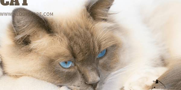 Siamese House Cat Guide: Care & Personality Traits