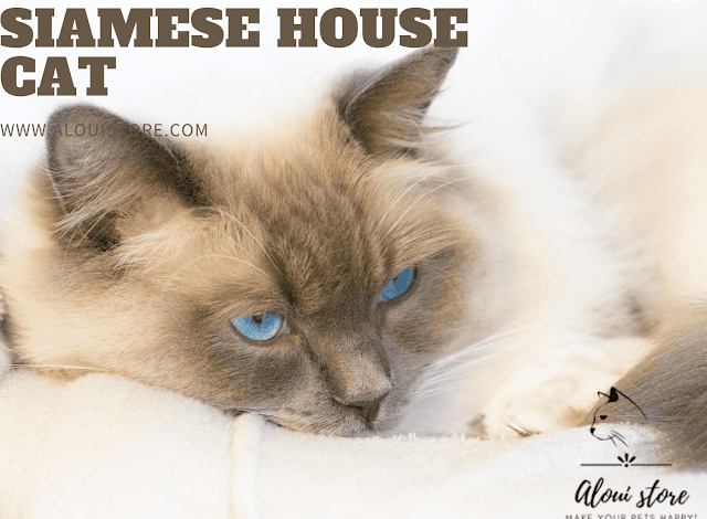 Siamese House Cat