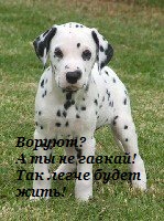 а у тебя воруют?