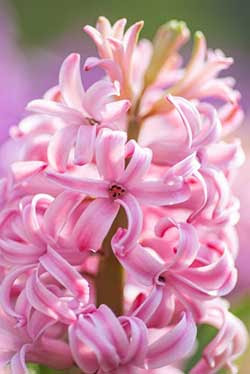 Hyacinths