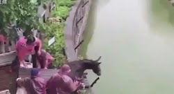  Το γύρο του διαδικτύου κάνει βίντεο που απεικονίζει υπαλλήλους σε ζωολογικό κήπο στην ανατολική Κίνα, πιθανότατα στο Changzhou, να πετούν σ...