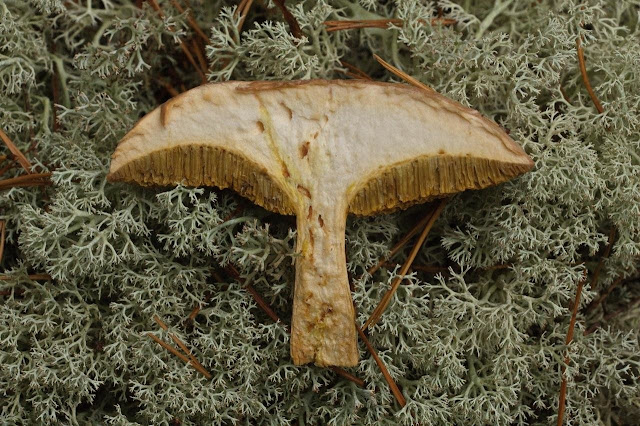 Suillus bovinus