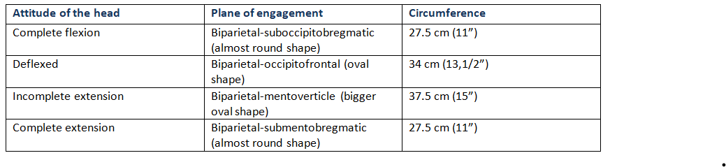 Circumference of the Head in different attitude