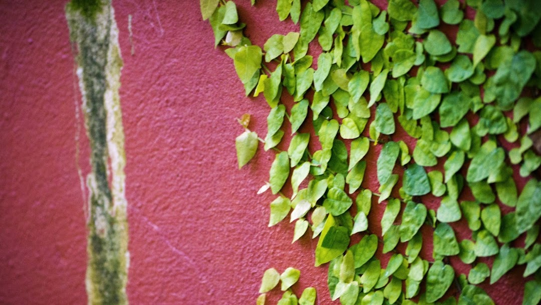 Leaves on Wall HD Wallpaper