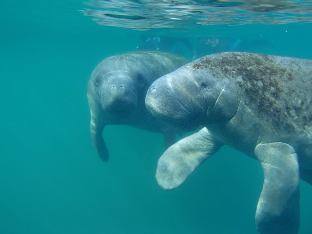 Two manatees at Homosassa Springs