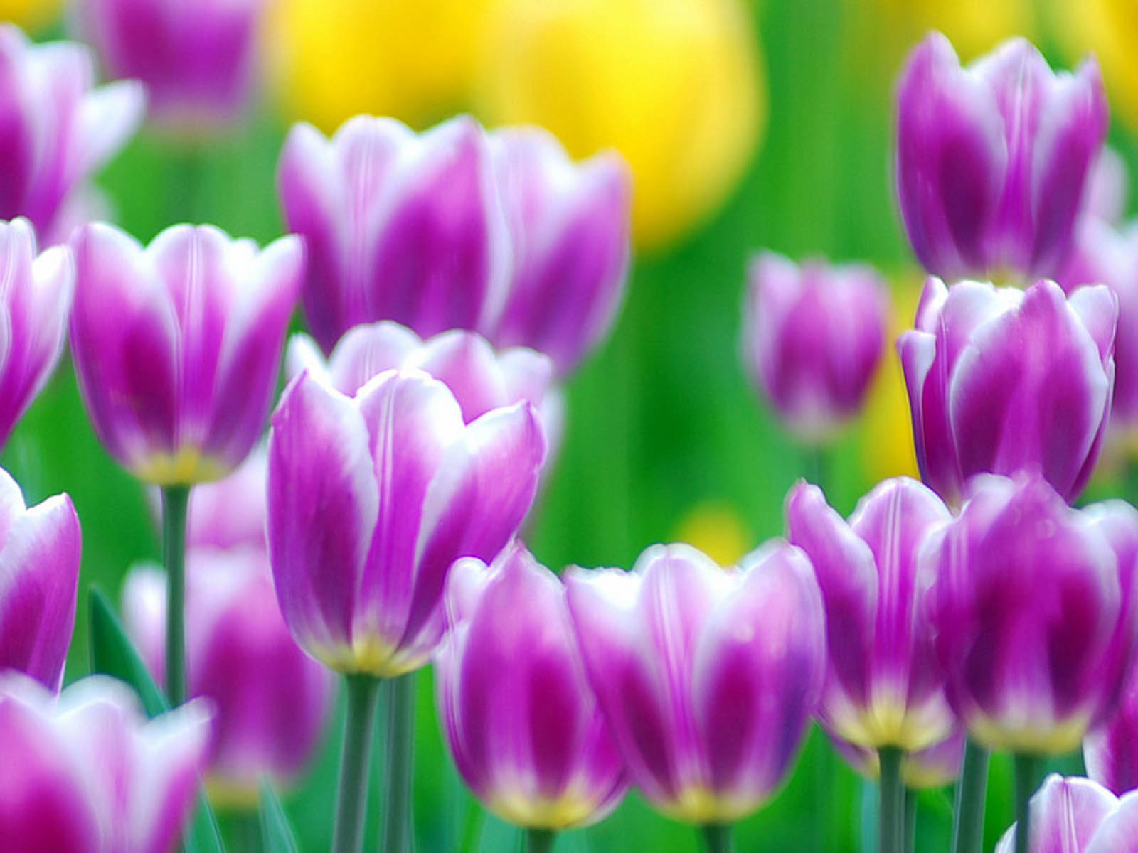 Wallpapers Purple Tulips Flowers Wallpapers HD Wallpapers Download Free Images Wallpaper [wallpaper981.blogspot.com]