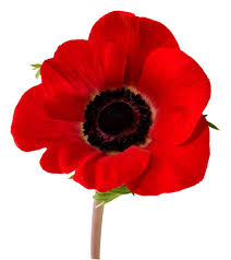 Poppy